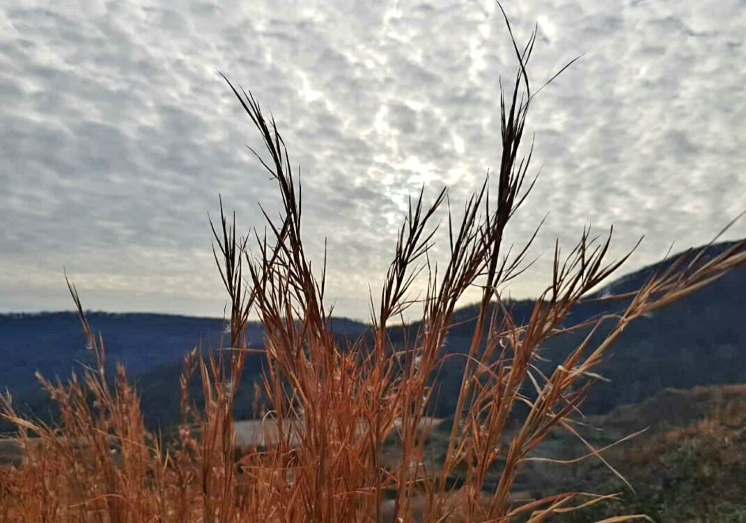 СОЛОХ АУЛ СОЧИ. - Tata Wolf