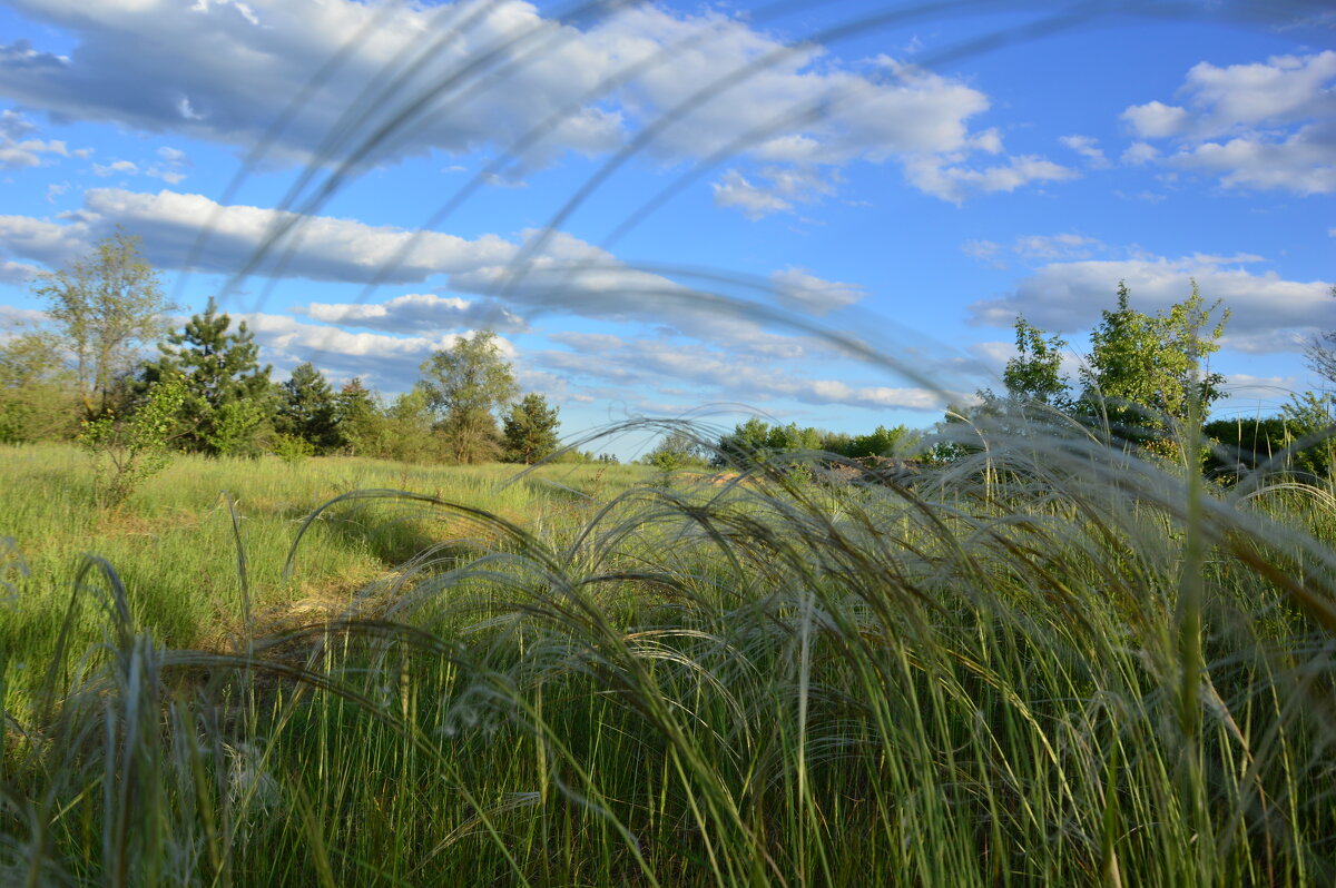 Ковыль. - Виктор 