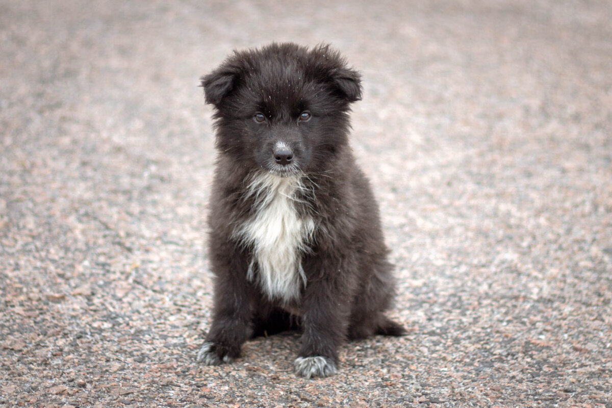 *** - Дмитрий Кобзев *** - Дмитрий Кобзев