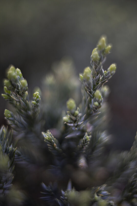 *** - Яна Горбунова