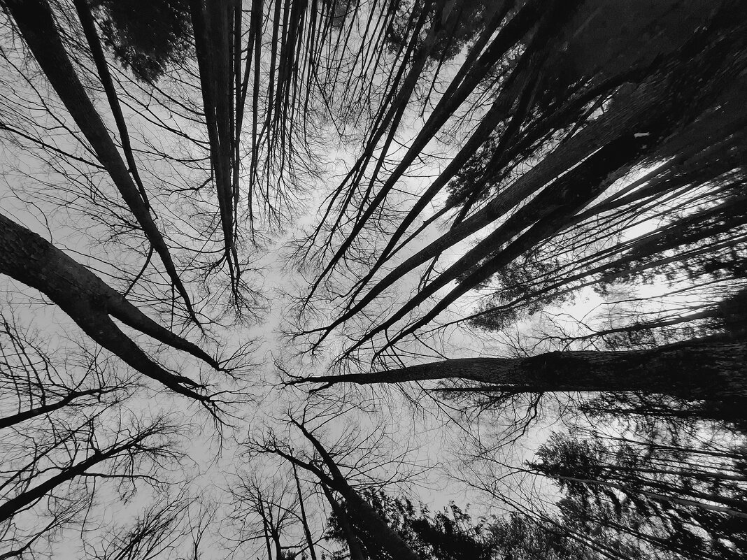 Арт аллея - Сергей Клапишевский