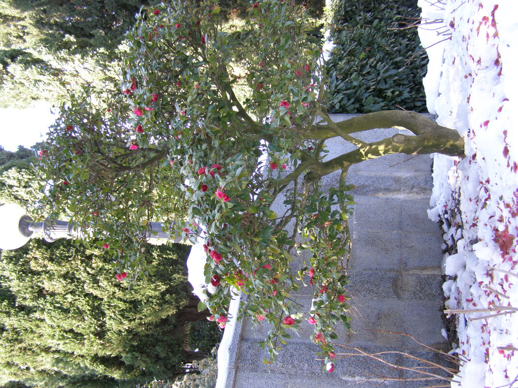 Камелия в снегу - Анна Воробьева Камелия в снегу - Анна Воробьева