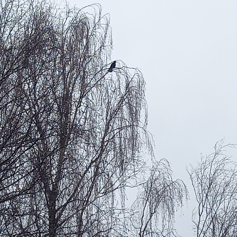 март - BoxerMak Mak