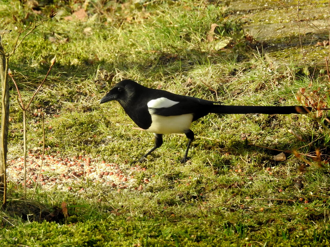 сорока - ИННА ПОРОХОВА сорока - ИННА ПОРОХОВА