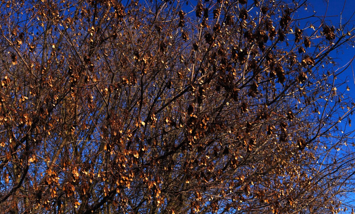 Забронзовевшие. - Василий Палий