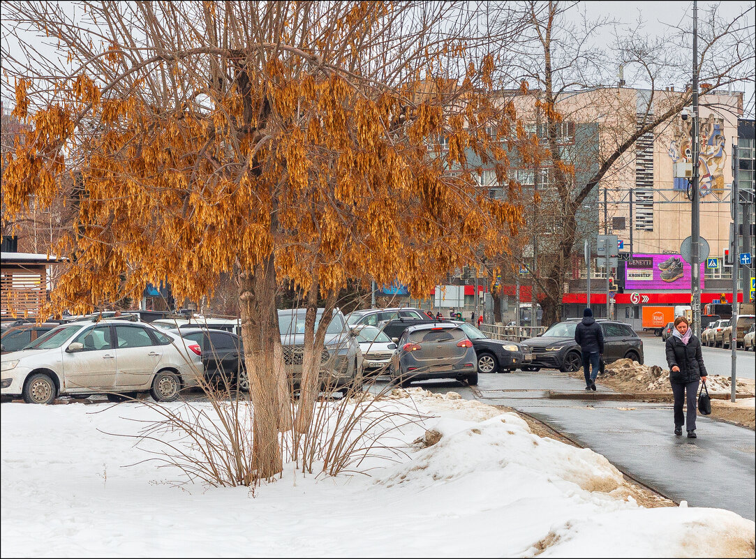 Прошлогодние листья - Александр Тарноградский