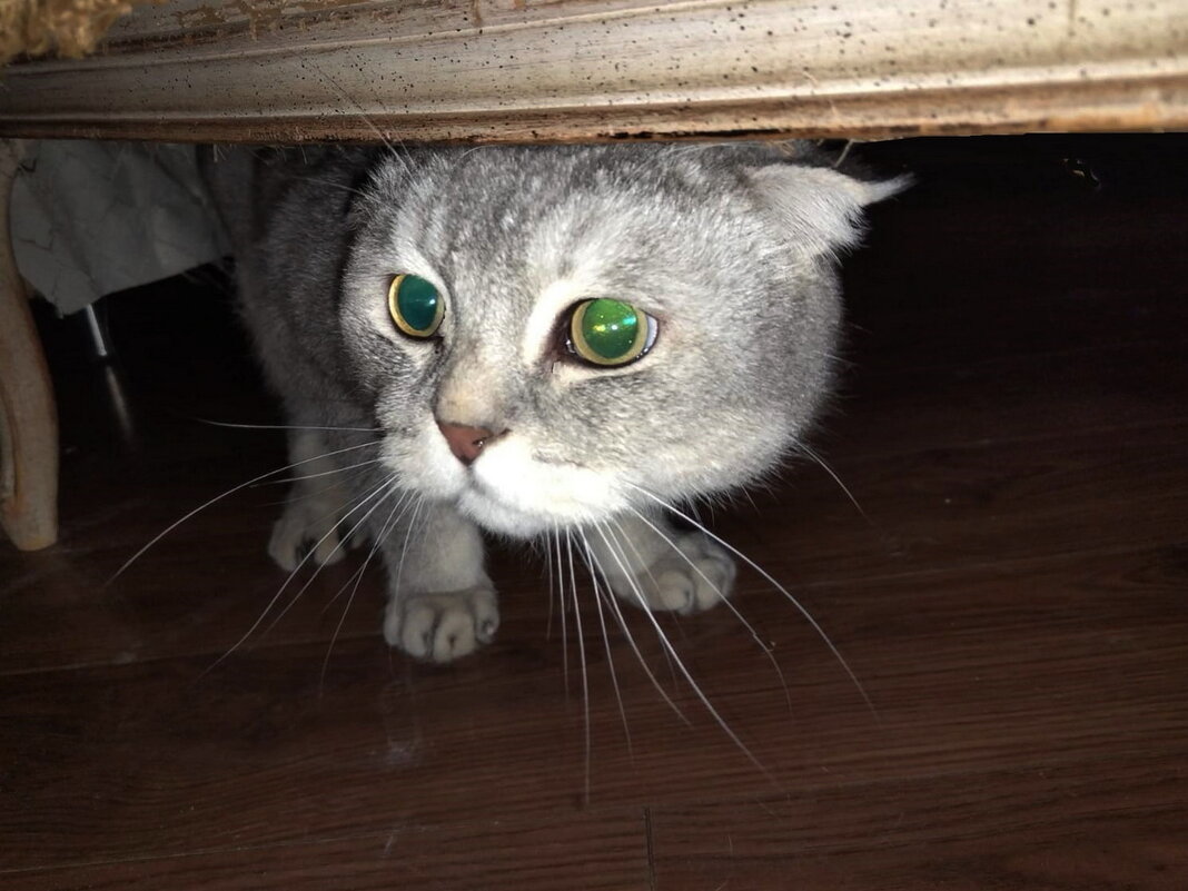 У страха глаза велики. - Ольга Довженко