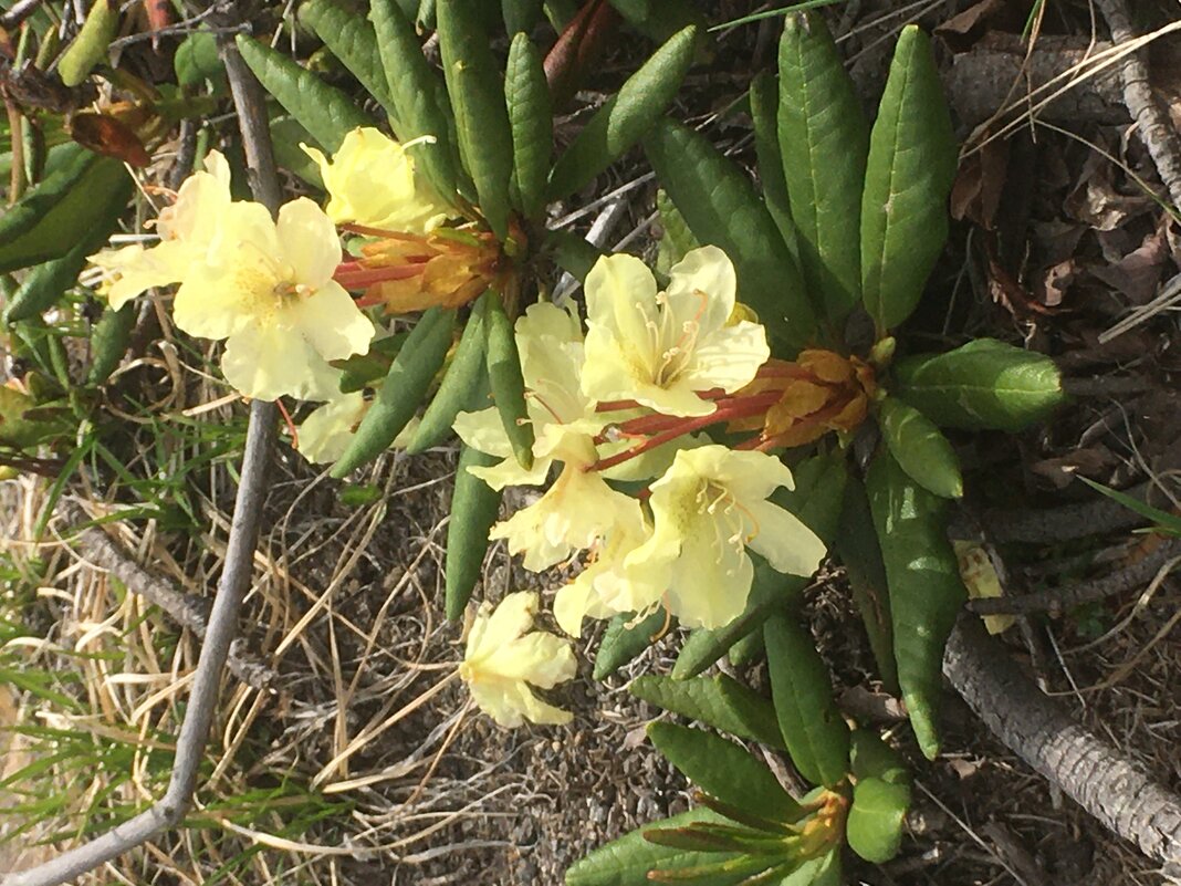 Рододендрон золотистый - Александр Белов Рододендрон золотистый - Александр Белов