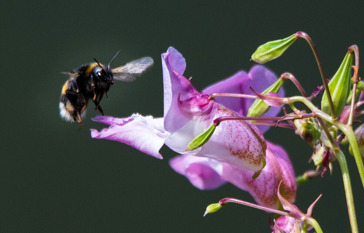 **** - Владимир Безбородов **** - Владимир Безбородов