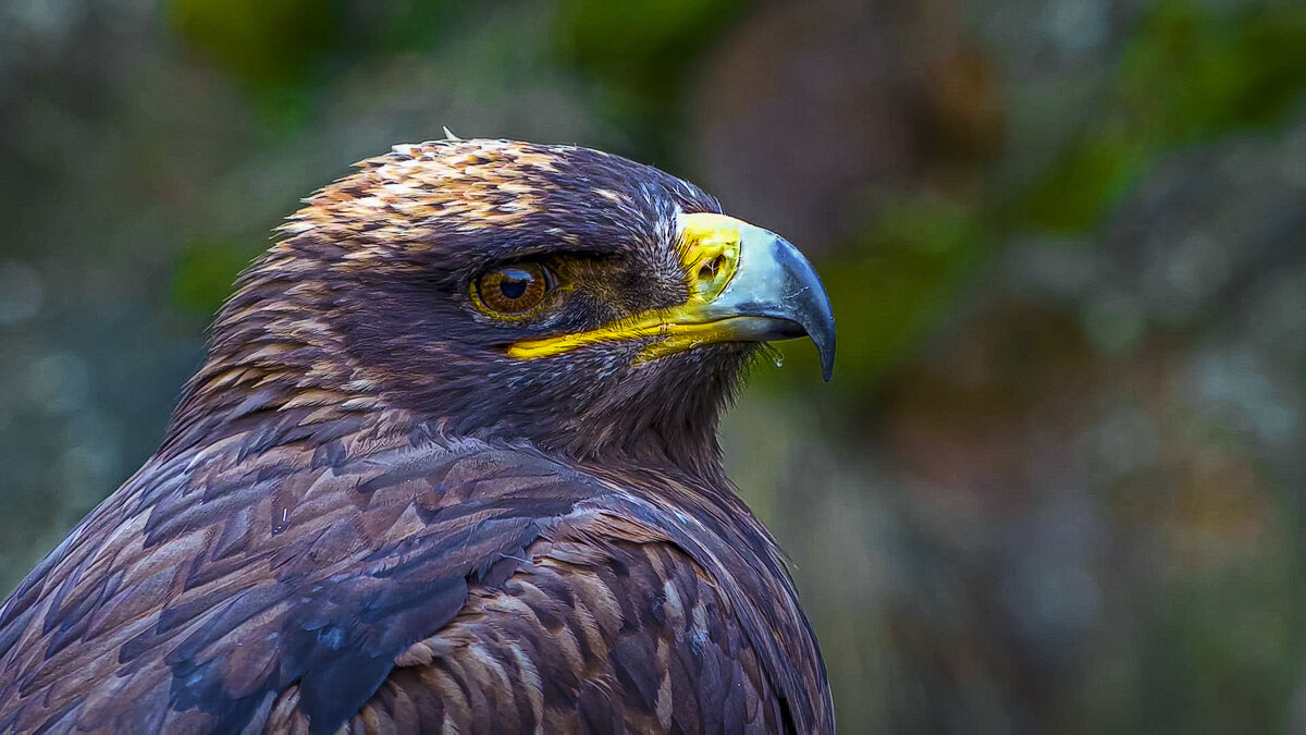 Ястреб - Aleksey Afonin Ястреб - Aleksey Afonin