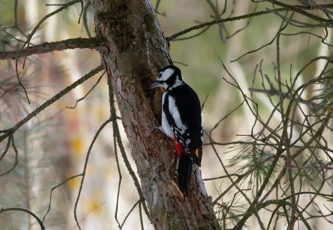 * - Виталий Емельянов