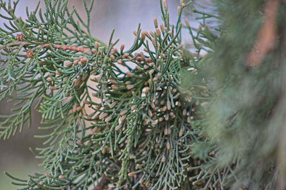 Веточка туи - Giant Tao /