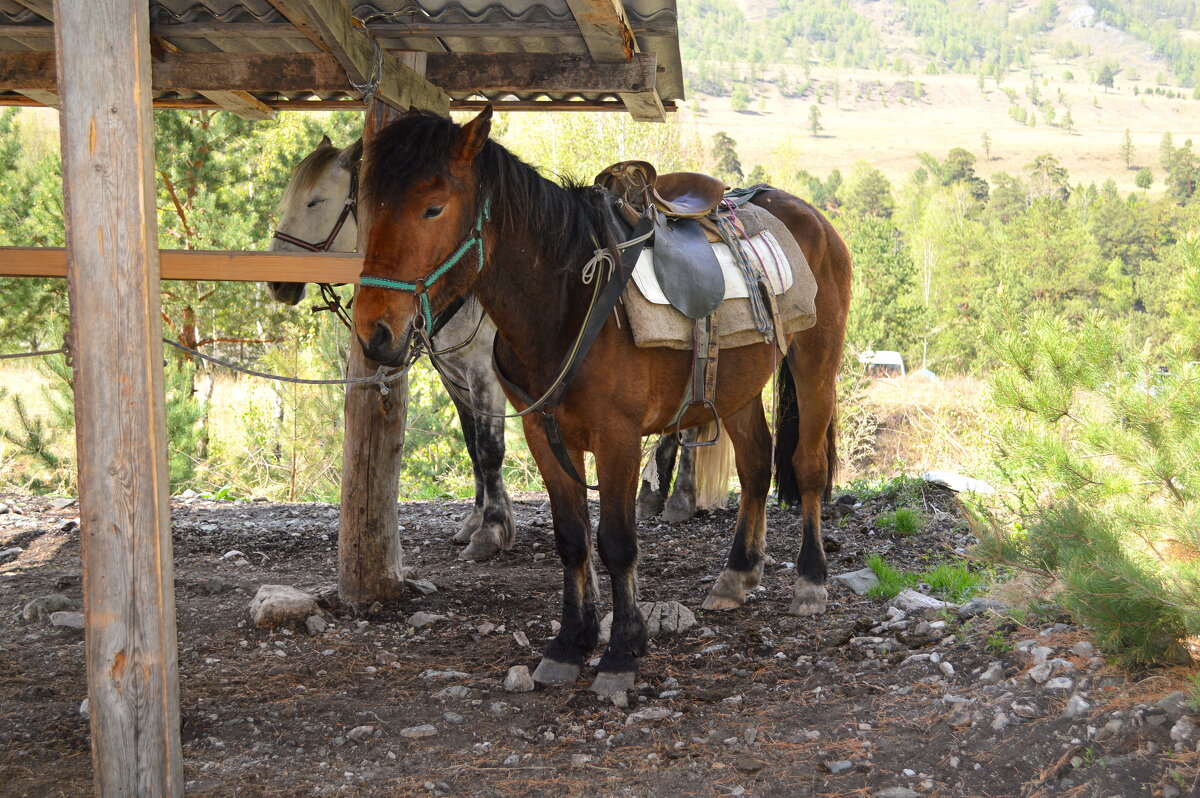 Жаркий день на Алтае - Татьяна Лютаева