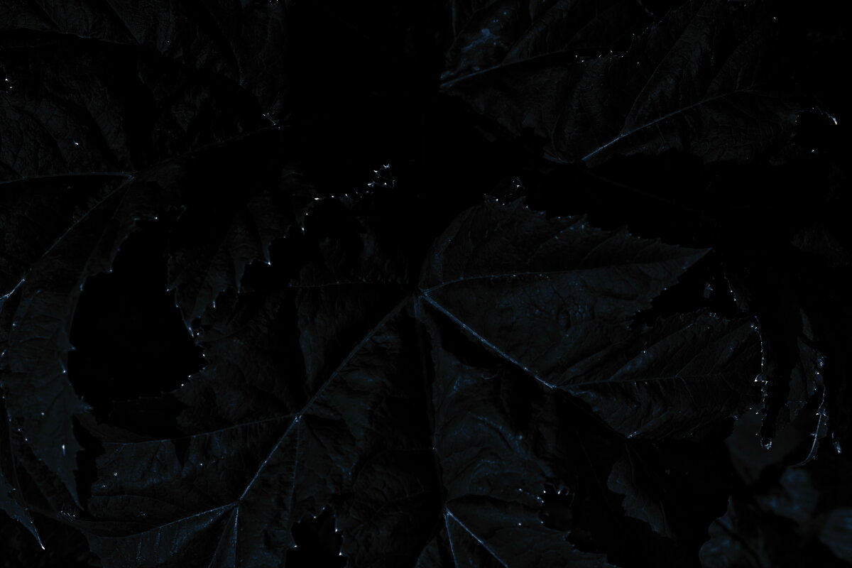 Название отсутствует - Денис Безногов Название отсутствует - Денис Безногов