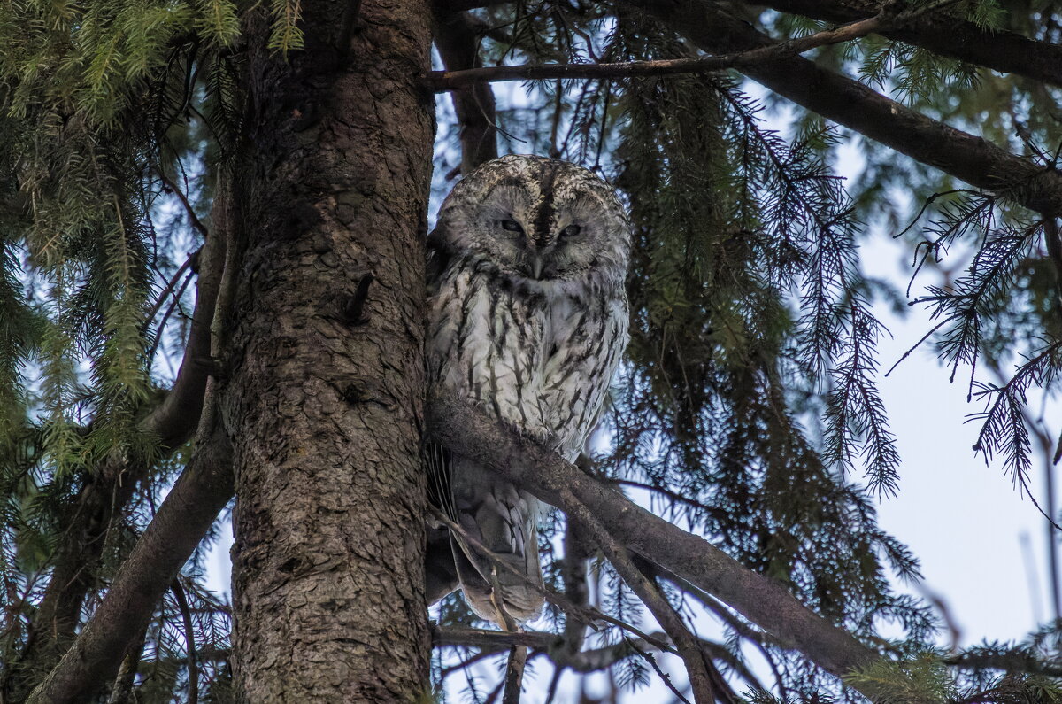 серая неясыть - юрий макаров