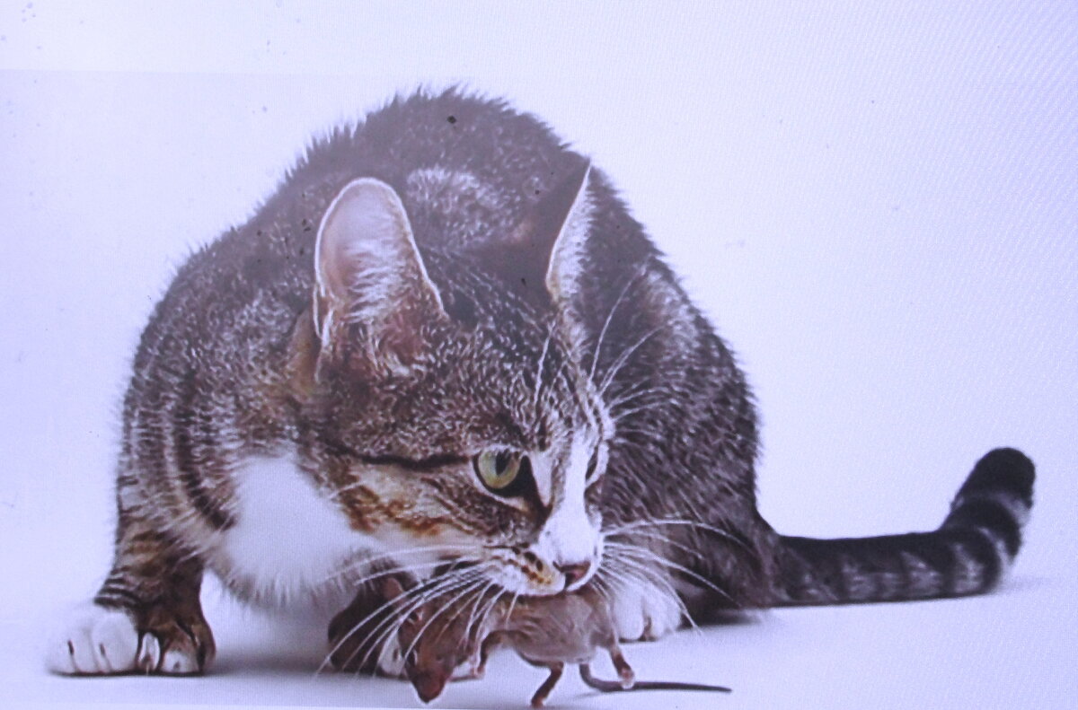 Поймал мышку - Людмила Смородинская Поймал мышку - Людмила Смородинская