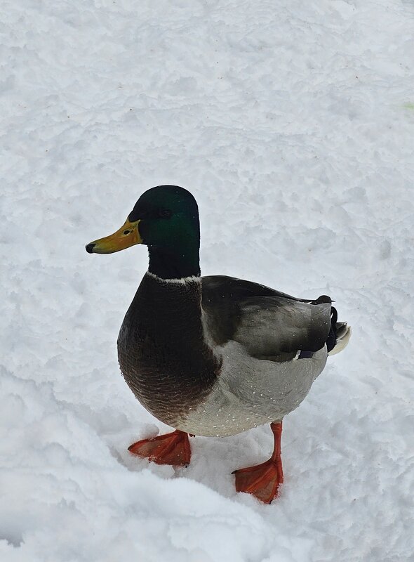 Утка в Екатерининском парке - Юлия Голикова