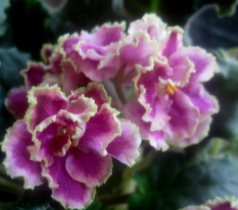 Фиалка - Елена Семигина Фиалка - Елена Семигина