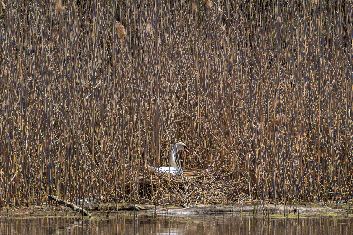 Лебедь на гнезде - Игорь Сикорский Лебедь на гнезде - Игорь Сикорский