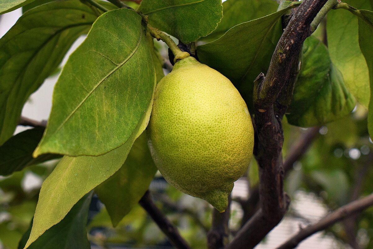Лимон с выставки цветов. - Татьяна Помогалова Лимон с выставки цветов. - Татьяна Помогалова