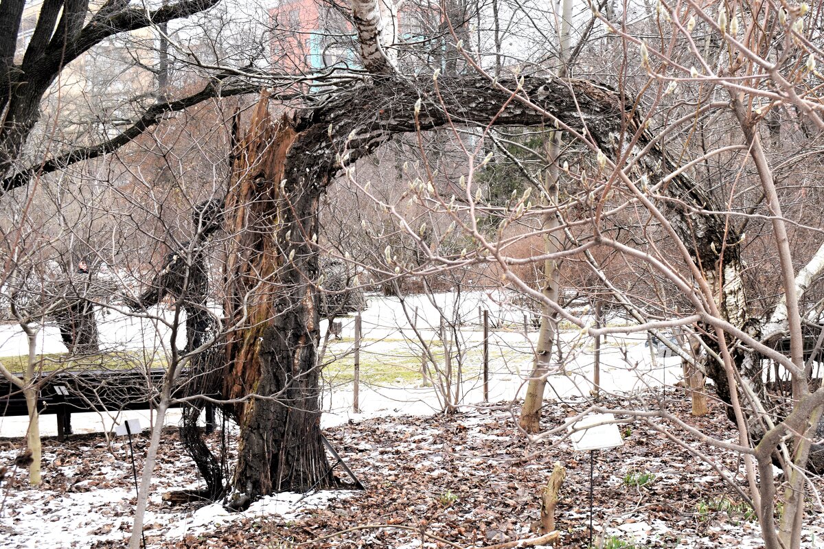 Инсталляция «Начало», берёзовая девушка.. - Татьяна Помогалова Инсталляция «Начало», берёзовая девушка.. - Татьяна Помогалова