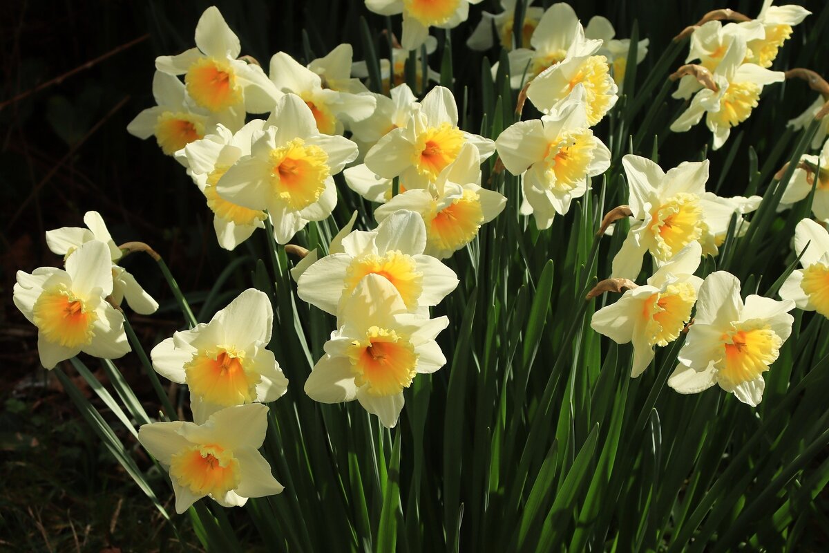 Доброе утро - Юрий. Шмаков