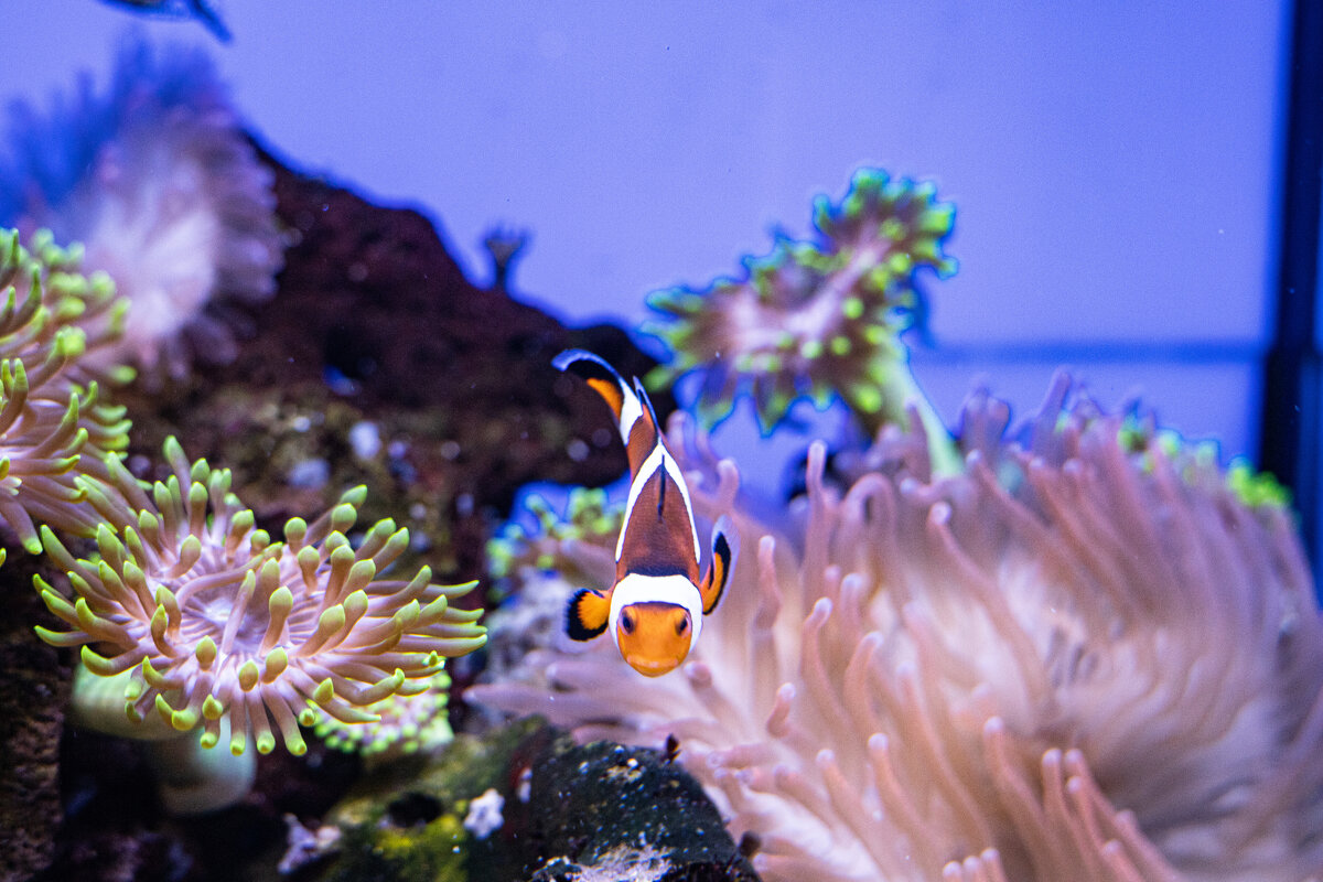 Очень злой Немо - Анастасия Фотографовна Очень злой Немо - Анастасия Фотографовна