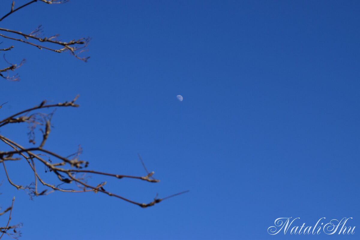 Луна. - Наталья Вязигина