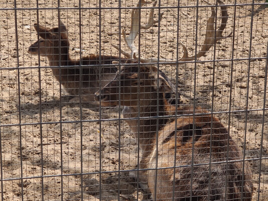 Минизоопарак у реки. - Светлана Хращевская Минизоопарак у реки. - Светлана Хращевская