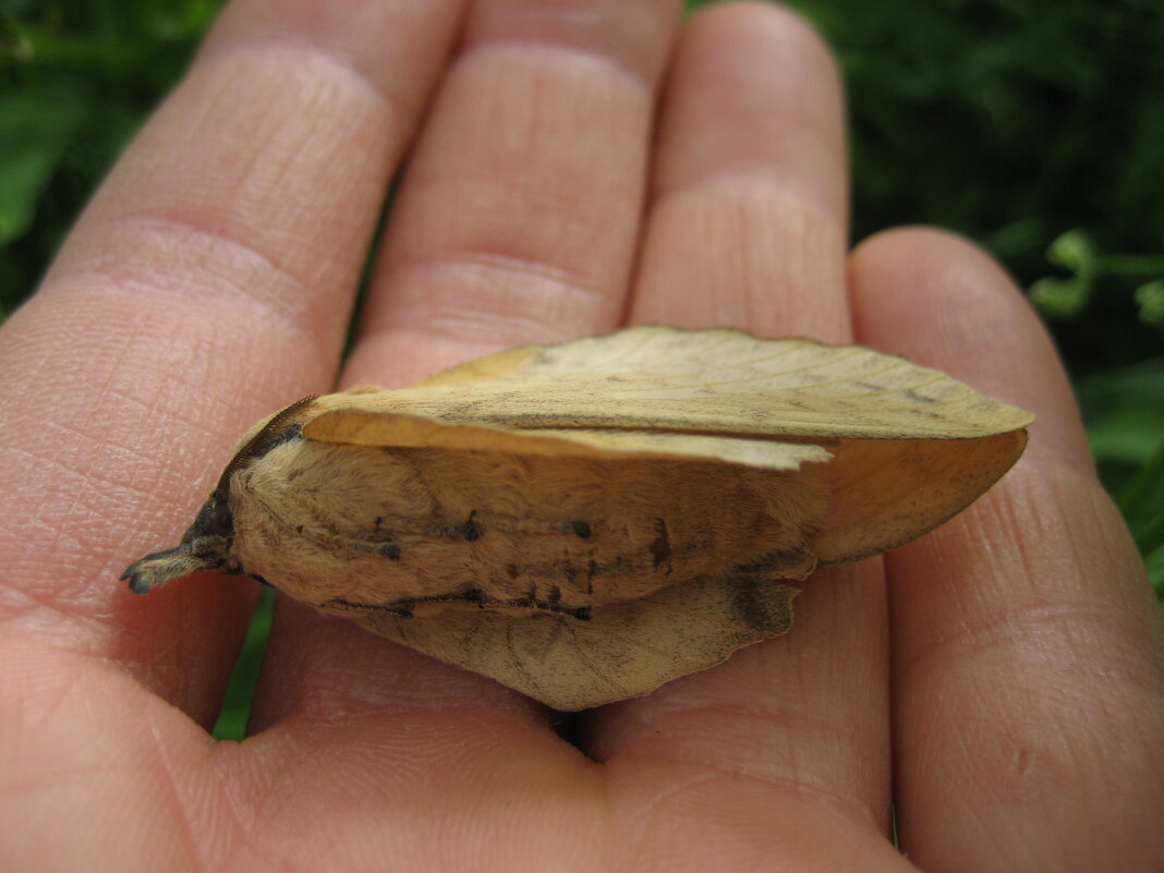 Притворился - Anna Ivanova