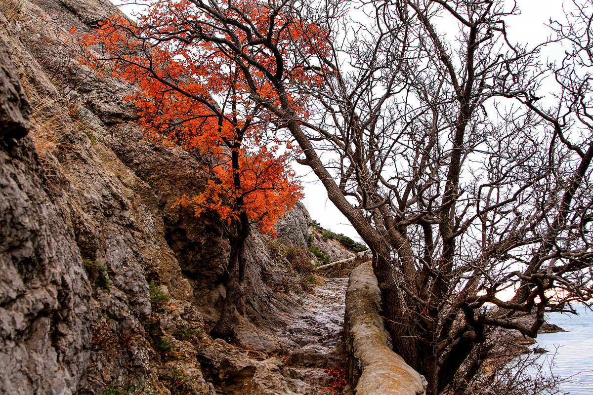 Царская тропа. - Сергей Воротников