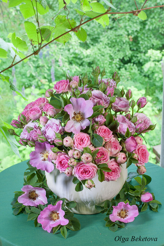 Розочки и шиповник - Ольга Бекетова Розочки и шиповник - Ольга Бекетова