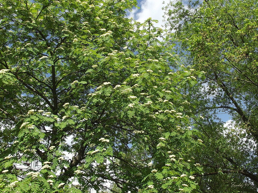 Весенняя рябина - Freddy 97