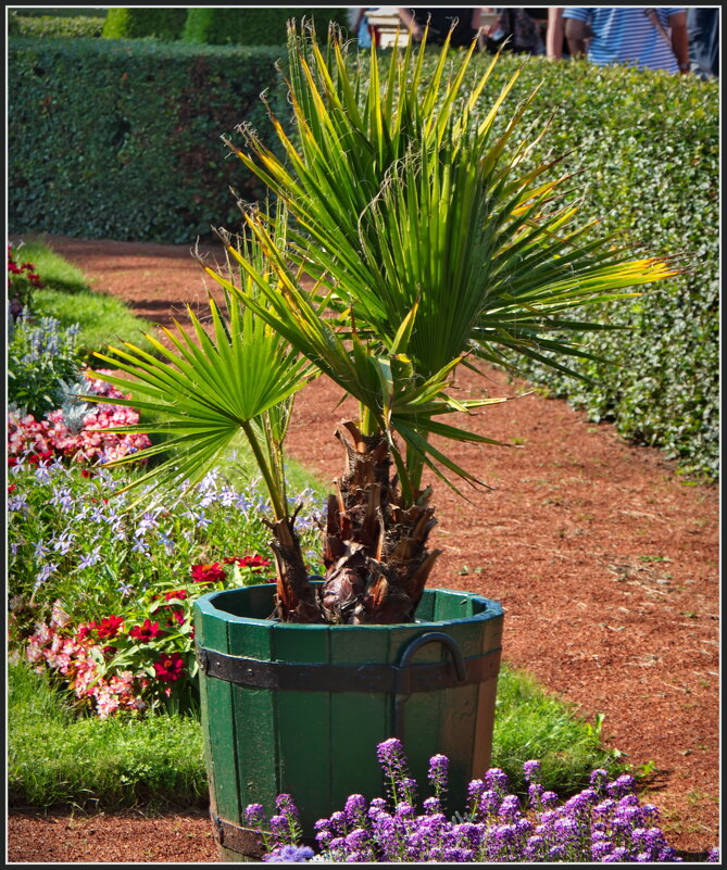 Пальма - lady v.ekaterina Пальма - lady v.ekaterina