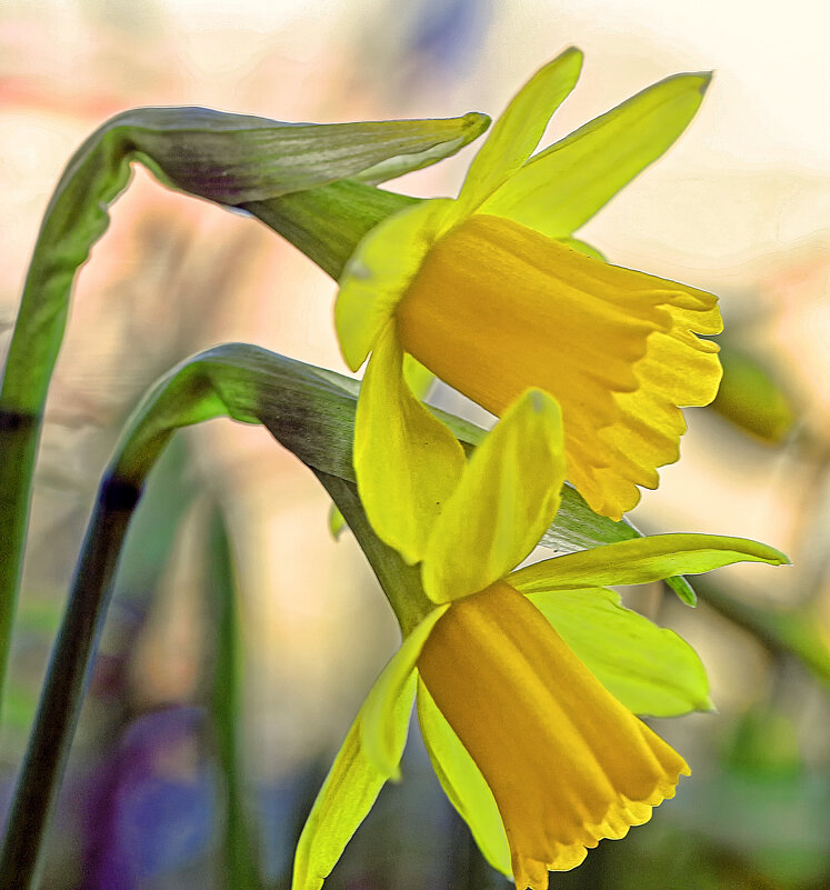 ***** - Андроник Александр ***** - Андроник Александр