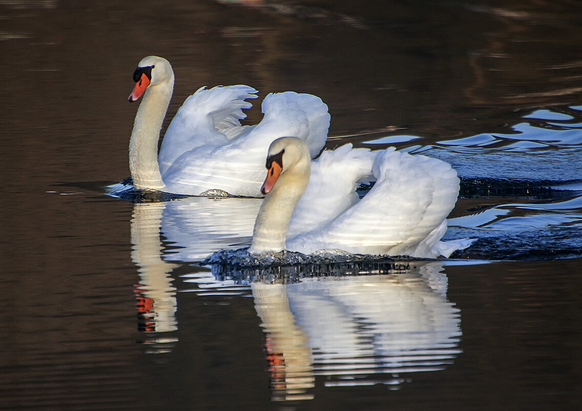 ******** - Андроник Александр 