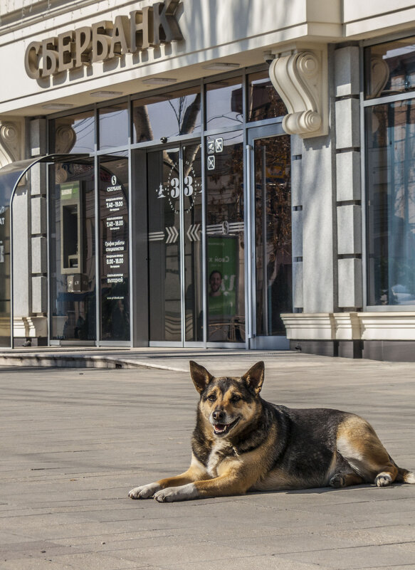 Портрет красивой упитанной Собаки - Коля Лукашов Портрет красивой упитанной Собаки - Коля Лукашов