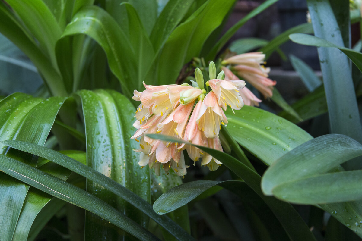 кливия благородная - Алексей Булак кливия благородная - Алексей Булак