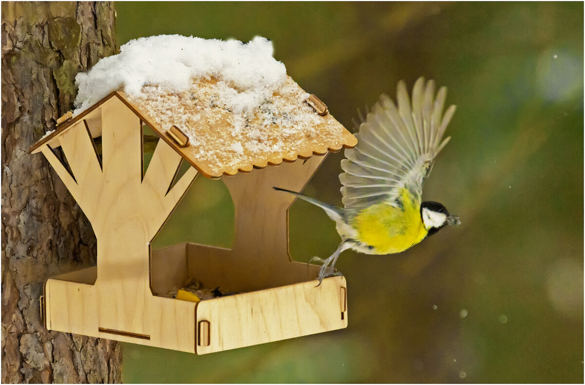 Из жизни дендропарка ( Киров ) - Валентин Котляров