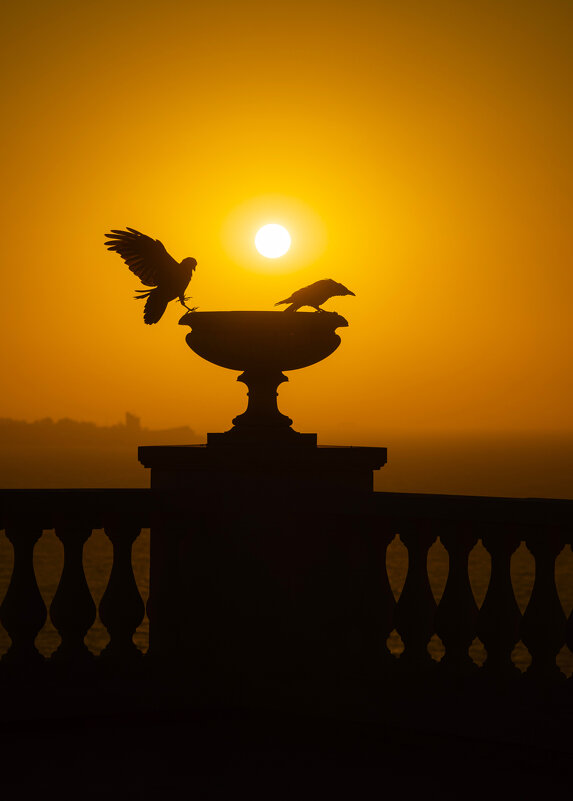 Рассветные танцы Боспорских грачей. - Анатолий Щербак