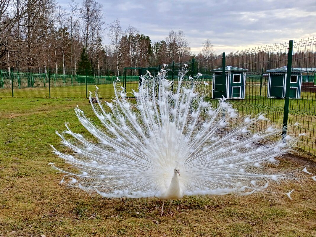 Красота неописуемая! - Лия ☼ Красота неописуемая! - Лия ☼