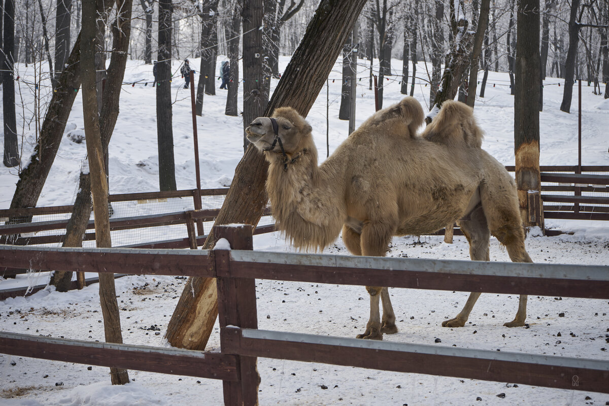 Мартовский верблюд - Олег Манаенков Мартовский верблюд - Олег Манаенков