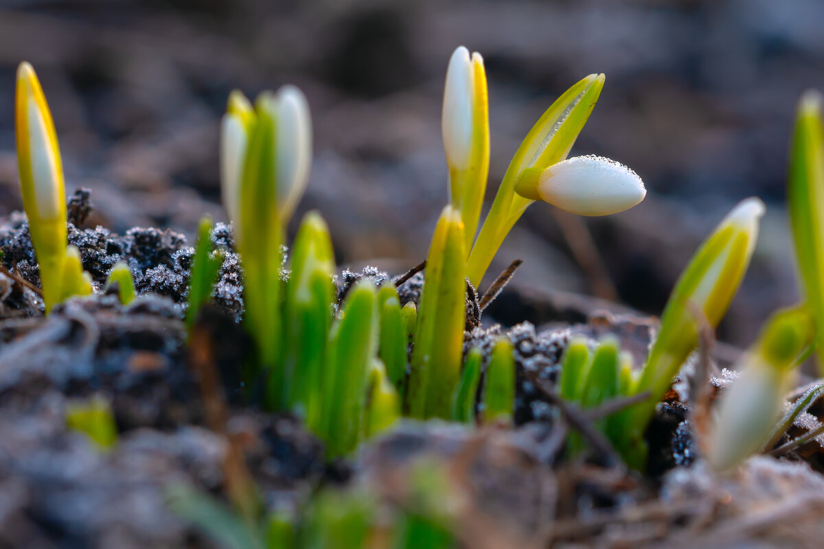 в утренних сумерках - Виталий Емельянов в утренних сумерках - Виталий Емельянов