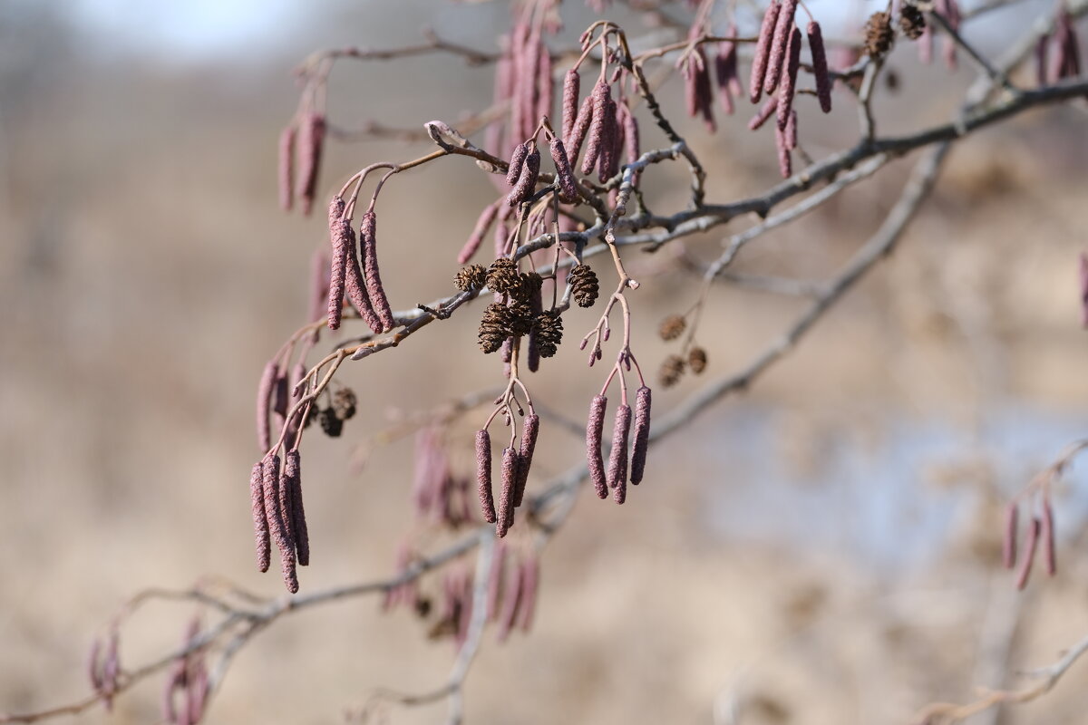 Весна наступает ... - Андрей Зайцев Весна наступает ... - Андрей Зайцев