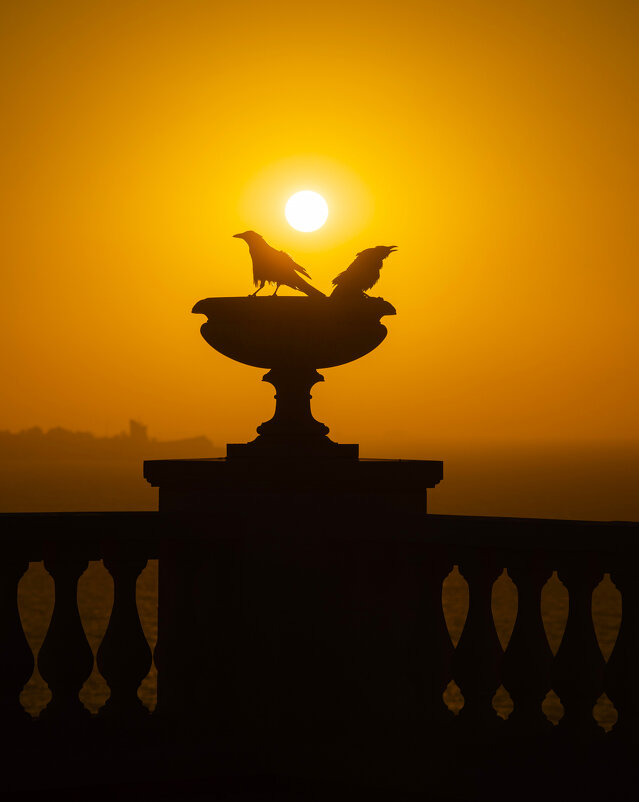 Священный Боспорский грач. - Анатолий Щербак Священный Боспорский грач. - Анатолий Щербак