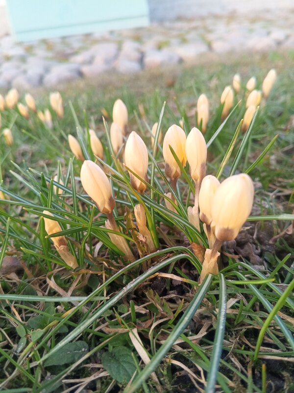 Крокусы - Сапсан 