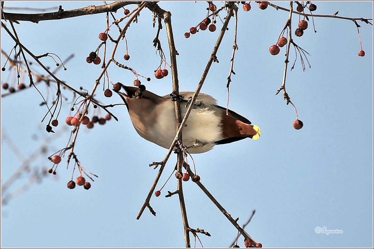 Про свиристель... - Aquarius - Сергей Про свиристель... - Aquarius - Сергей