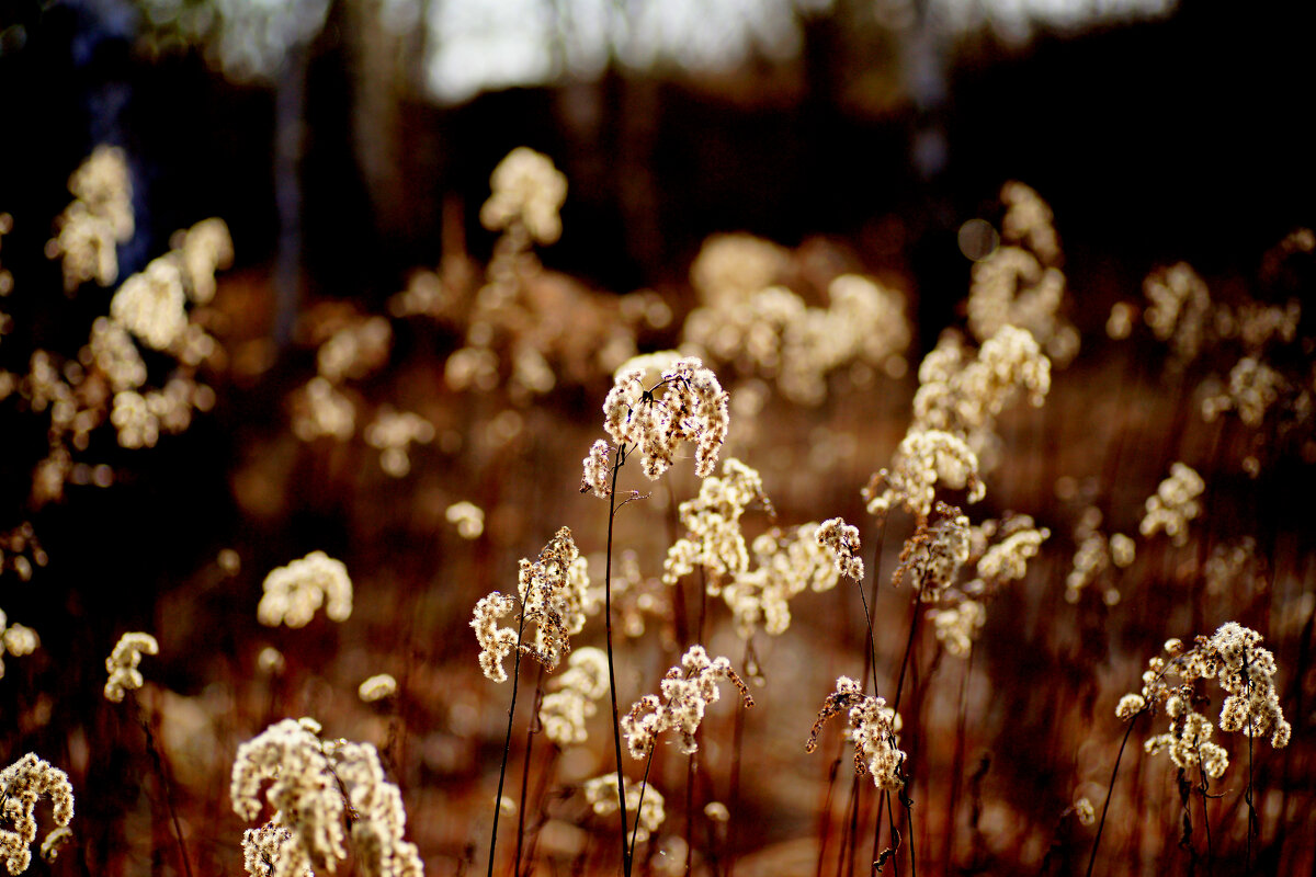 флора марта 2025 3 - Александр Прокудин флора марта 2025 3 - Александр Прокудин