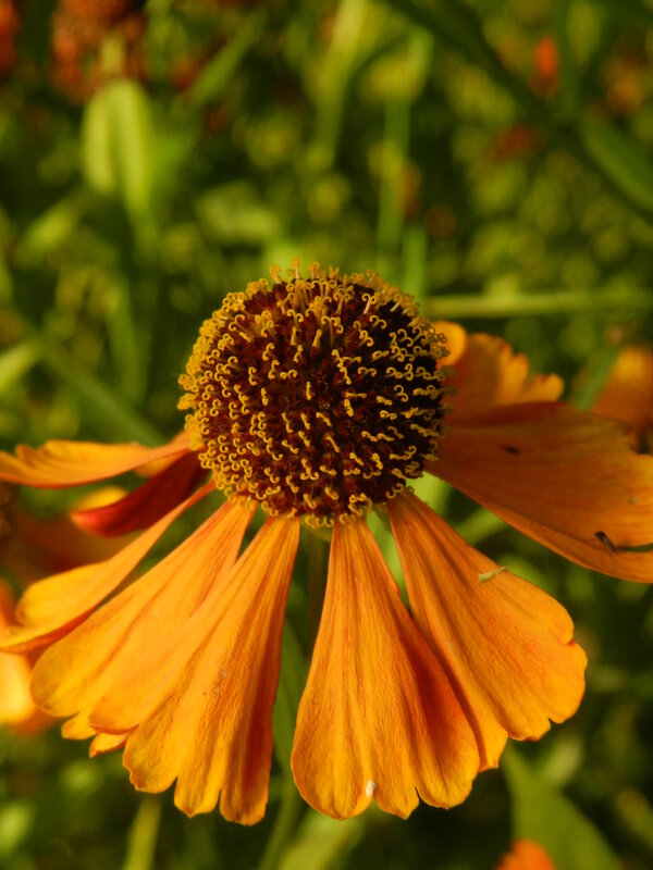 Геле́ниум осе́нний {Helénium autumnále} - Александр Кольцов Геле́ниум осе́нний {Helénium autumnále} - Александр Кольцов
