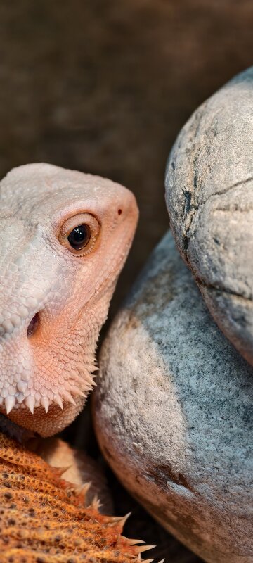 Нашел редкую зимнюю ящерицу "белоголовку" - petrowic petrowic